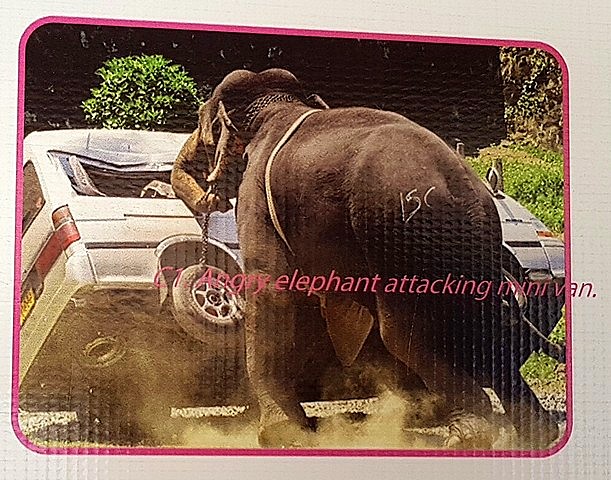 Atak słonia na Sri lance