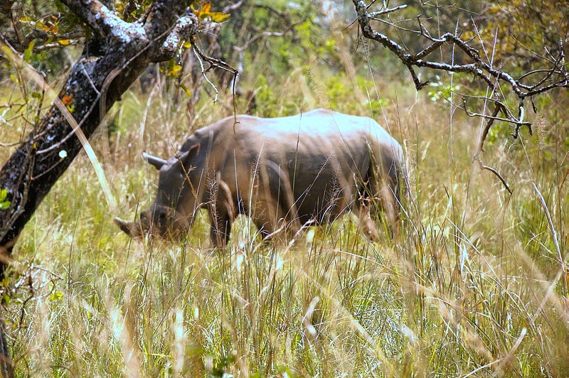 Uganda - Ziwa Rhino Sanctuary