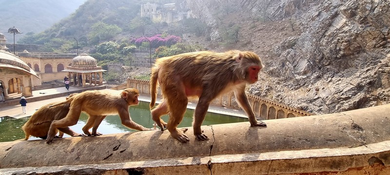Jaipur - Świątynia Małp